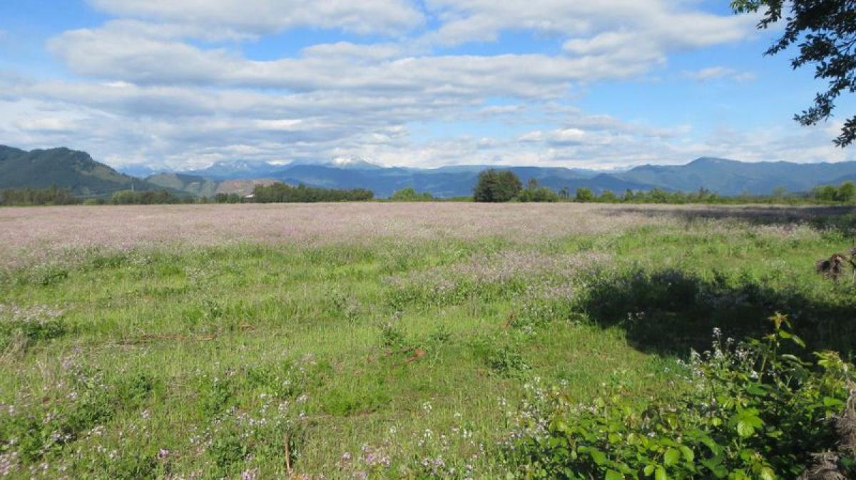  Land in Maule, Chile No. 1019