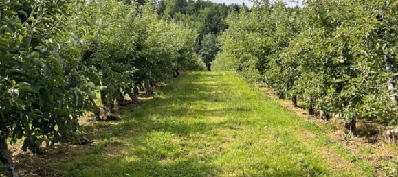  قطعة أرض في Ilz, Austria 12892متر مربع رقم 128126 7