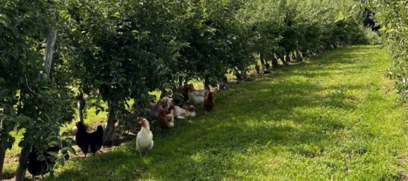  قطعة أرض في Ilz, Austria 12892متر مربع رقم 128126 5