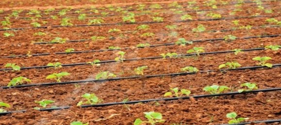 101520m² Land in Guia, Portugal No. 316773 3