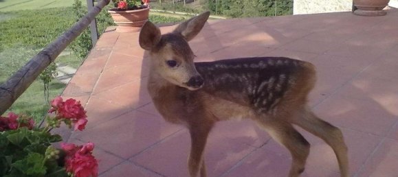 6 bedrooms House in Rapolano Terme, Italy No. 56395 18