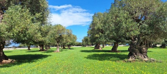  قطعة أرض في Polignano a Mare, Italy 35173متر مربع رقم 371950 16