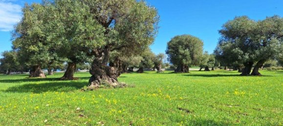  قطعة أرض في Polignano a Mare, Italy 35173متر مربع رقم 371950 6