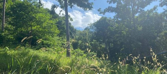  Commercial property in Wiang Sa, Thailand No. 13797 7