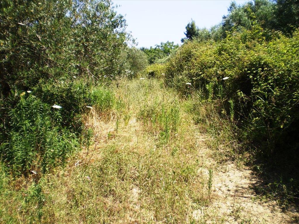 12250m² Hotel in Chalkidiki, Greece No. 7753