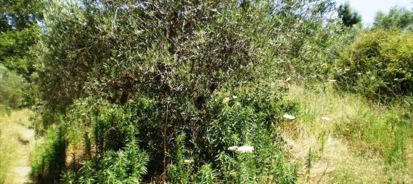 12250m² Hotel in Chalkidiki, Greece No. 7753 3