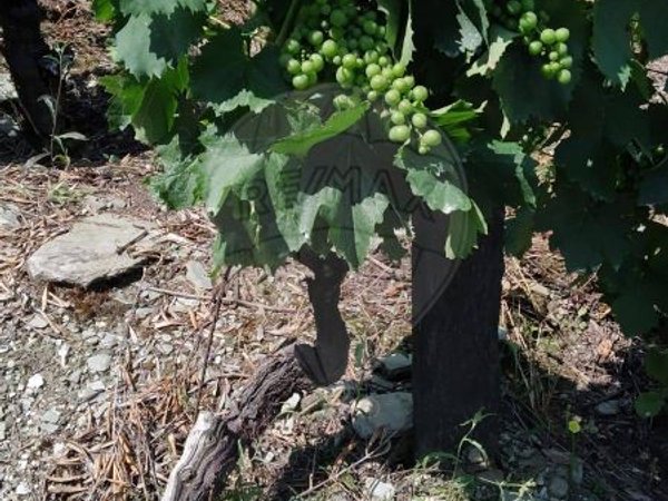 2 bedrooms House in Valenca do Douro, Portugal No. 169493