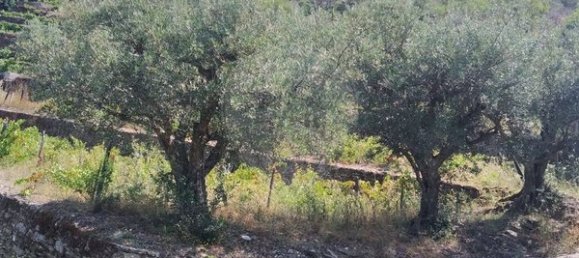 2 bedrooms House in Valenca do Douro, Portugal No. 169493 4