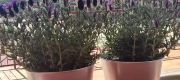 1 bedroom Apartment in Murcia, Spain No. 113460 20