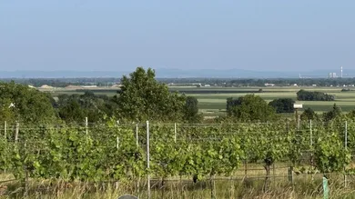  Land in Fels am Wagram, Austria No. 144273