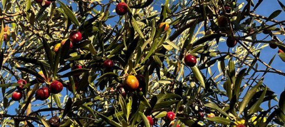 Дом с 1 спальней в Санта-Барбара, Испания № 158507 6