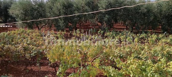 4 غرف نوم فيلا في Ostuni, Italy رقم 348129 13