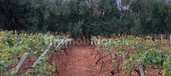 4 غرف نوم فيلا في Ostuni, Italy رقم 348129 15