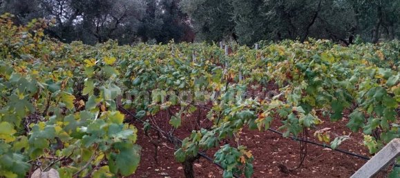 4 غرف نوم فيلا في Ostuni, Italy رقم 348129 16