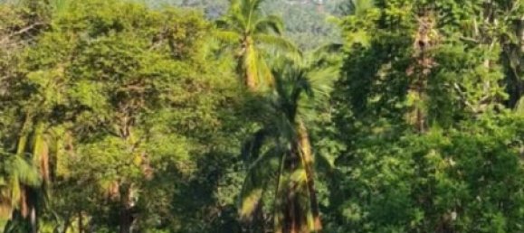 Land in Wiang Sa, Thailand No. 58405 9