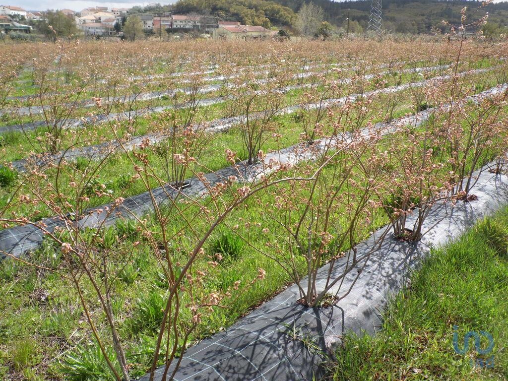 Grundstück in Orjais, Portugal 13249m², Nr. 140595