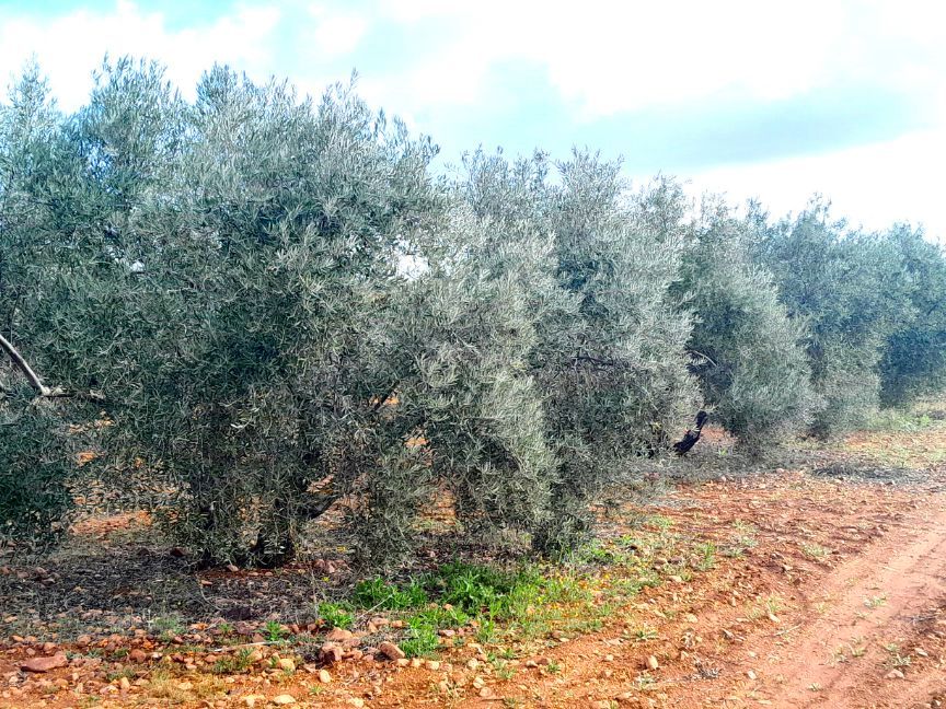  قطعة أرض في Valdepenas, Spain 25000متر مربع رقم 197063