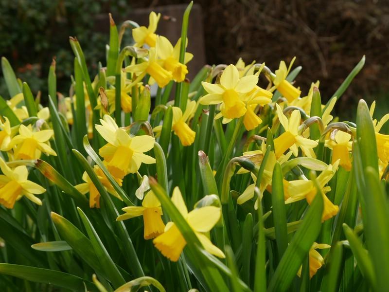 4 bedrooms Townhouse in Bergstrase, Germany No. 177213