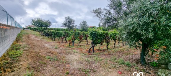  Land in Lajeosa do Dao, Portugal No. 65464 7