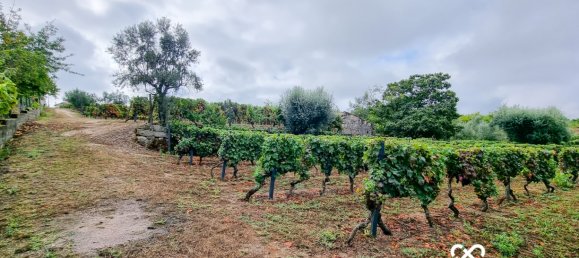  Land in Lajeosa do Dao, Portugal No. 65464 4
