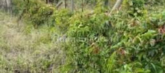 Дом с 5 комнатами в Стреви, Италия № 205218 22