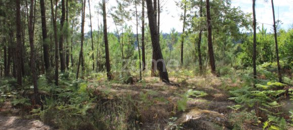  Land in Viseu, Portugal No. 91721 37