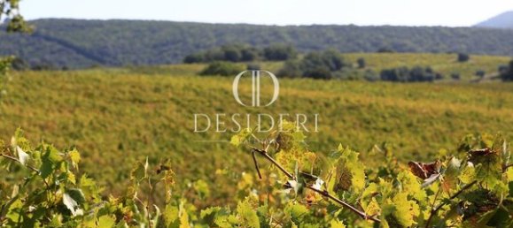  Castillos de 12 habitaciónes en Magliano in Toscana, Italy No. 91097 2