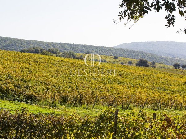  Castillos de 12 habitaciónes en Magliano in Toscana, Italy No. 91097