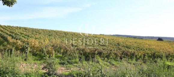  Castillos de 12 habitaciónes en Magliano in Toscana, Italy No. 91097 6