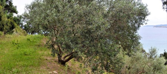 Hotel in Corfu, Greece 5000m², Nr. 4959 6