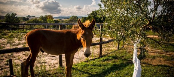 700m² Property in Chalkidiki, Greece No. 5928 2