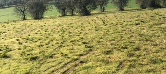 10000m² Land in Terni, Italy No. 82702 6