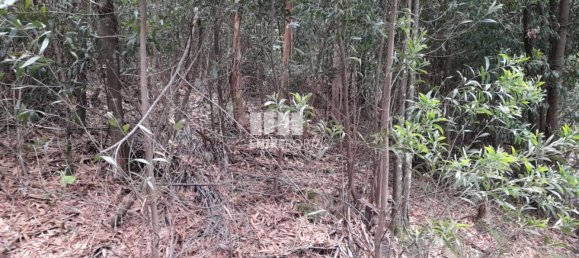 20000m² Land in Penafiel, Portugal No. 56164 9