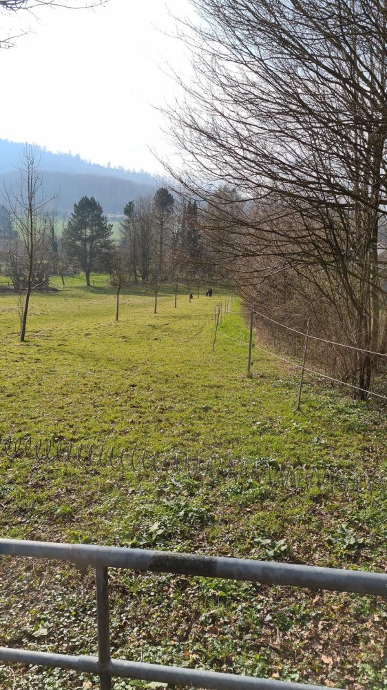 Terreno en Lippe, Germany No. 161511