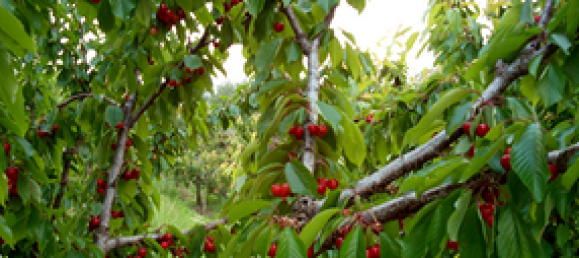  قطعة أرض في Verona, Italy 5460متر مربع رقم 298543 3