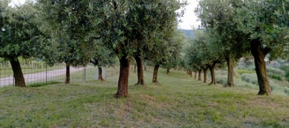  قطعة أرض في Verona, Italy 5460متر مربع رقم 298543 4