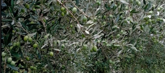  قطعة أرض في Verona, Italy 5460متر مربع رقم 298543 5