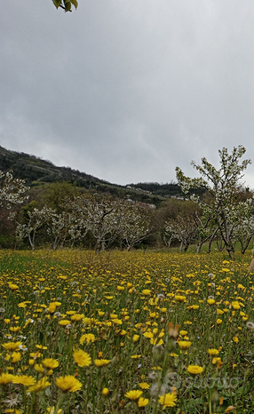  قطعة أرض في Verona, Italy 5460متر مربع رقم 298543