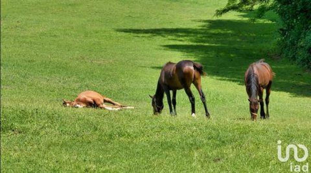 4 bedrooms House in Guingamp, France No. 9711