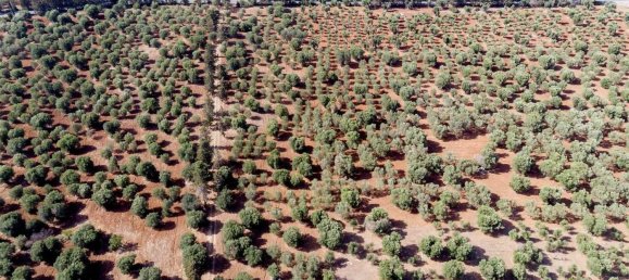 16-Zimmer Haus in Maruggio, Italy, Nr. 34618 22