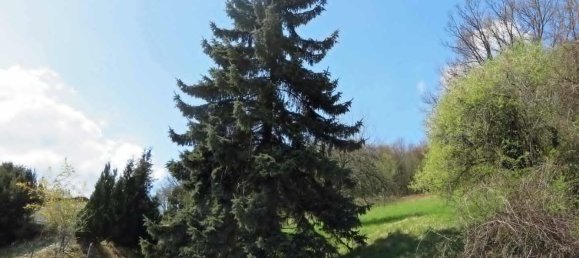 Terreno en Neckar-Odenwald-Kreis, Germany No. 33516 4