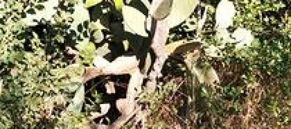 1400m² Land in Sestu, Italy No. 273549 6