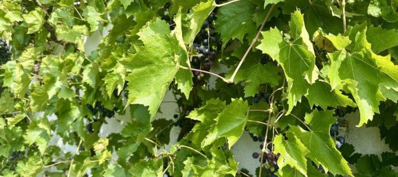 4 rooms Townhouse in Dornbirn, Austria No. 225043 9