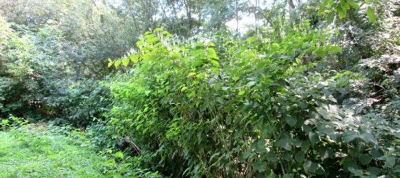 2 rooms House in Kaisersdorf, Austria No. 233747 15