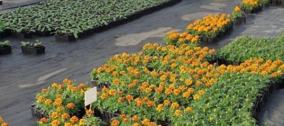 Casa de 4 dormitorios en Thionville, France No. 86323 8