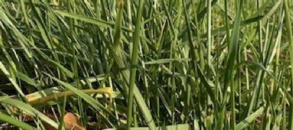  Land in Parroy, France No. 74656 3