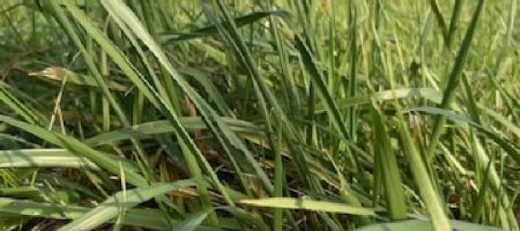  Land in Parroy, France No. 74656 2