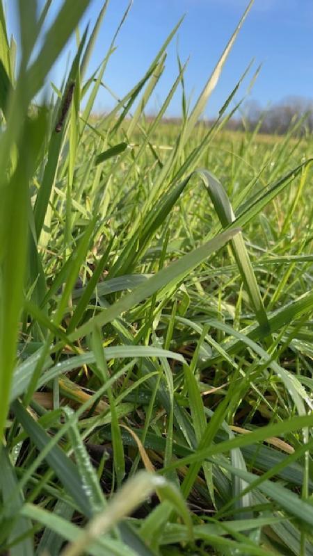  Land in Parroy, France No. 74656