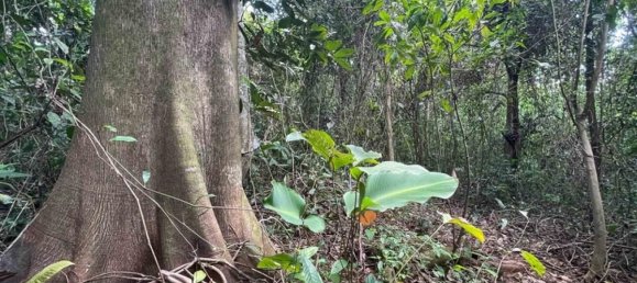 terreno en venta en Savegre, Quepos, Puntarenas, Costa Rica № 2040 6