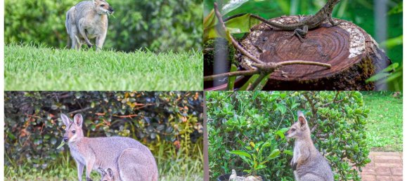 Casa de 3 dormitorios en Nimbin, Australia No. 1116 22
